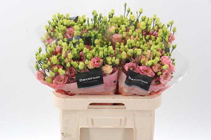 <h4>Eus G Sabrina Orange</h4>