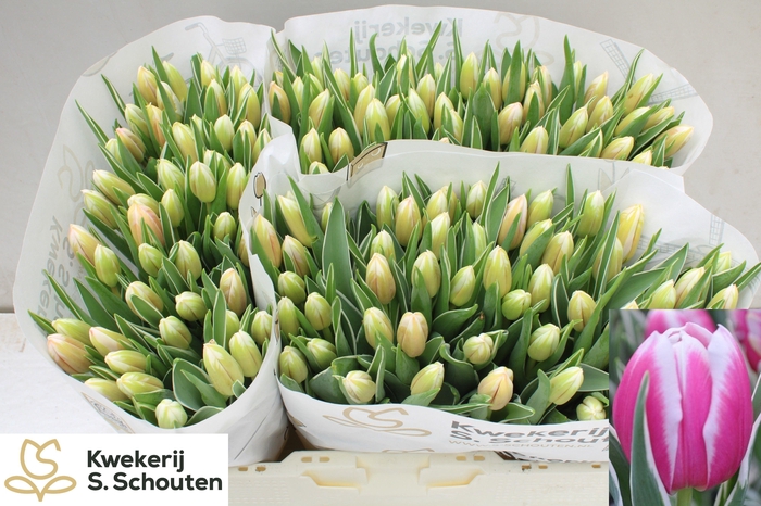 <h4>TU EN MARK DESIGN</h4>