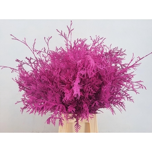 Conifeer Thuja Erica Per Bunch