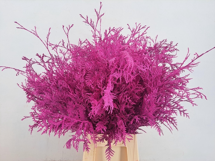 <h4>Conifeer Thuja Erica Per Bunch</h4>