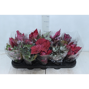 BEGONIA BELEAF P11 PO