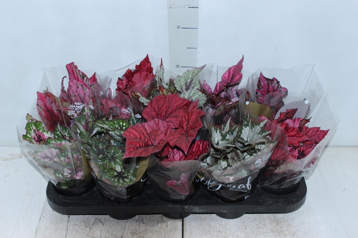 <h4>BEGONIA BELEAF P11 PO</h4>