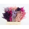 DF Lavendel Bs Pink Mix