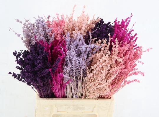 DF Lavendel Bs Pink Mix