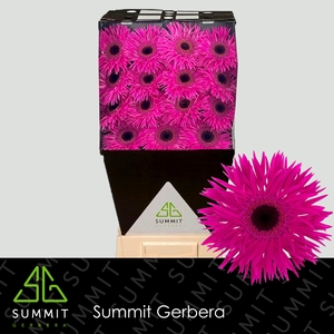 Gerbera Spider Nola Diamond