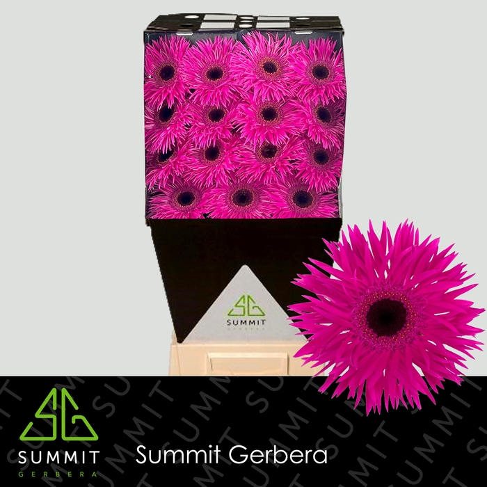 <h4>Gerbera Spider Nola Diamond per kaart</h4>