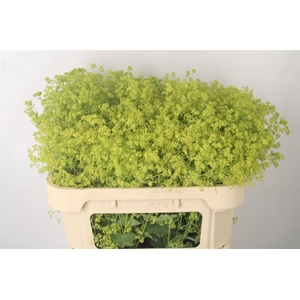 Alchemilla M Robustica