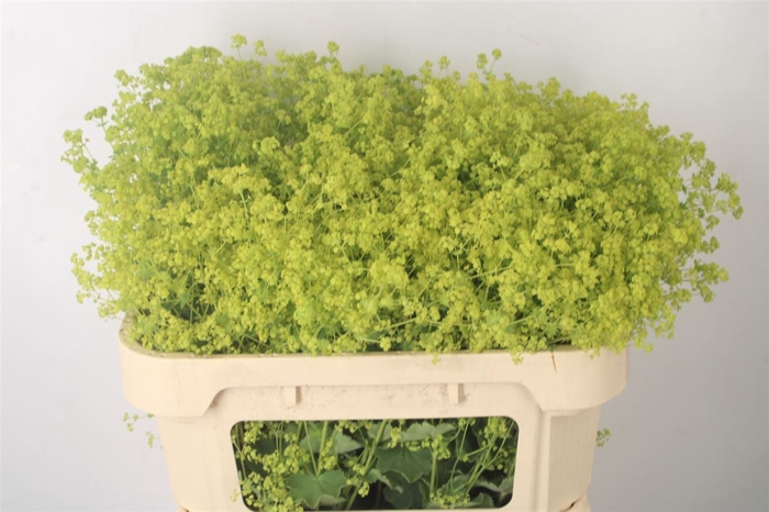 <h4>Alchemilla M Robustica</h4>
