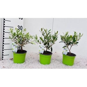 Olea europaea mini-stem (s2)