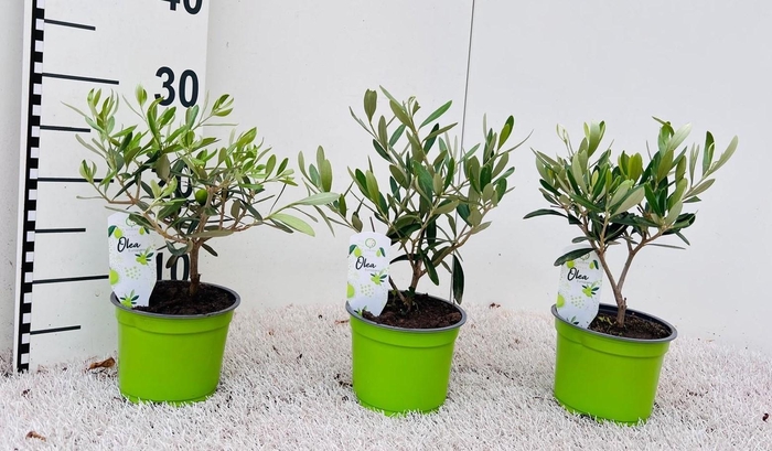 <h4>Olea europaea mini-stem (s2)</h4>