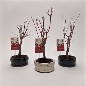 Acer Bonsai 12 cm