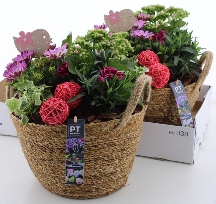 <h4>ARR TUINPLANTEN</h4>