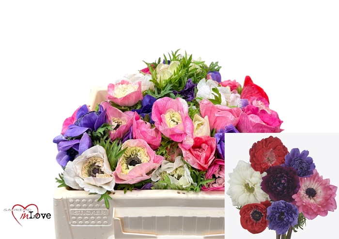 <h4>ANEM CO CARILL GEM</h4>