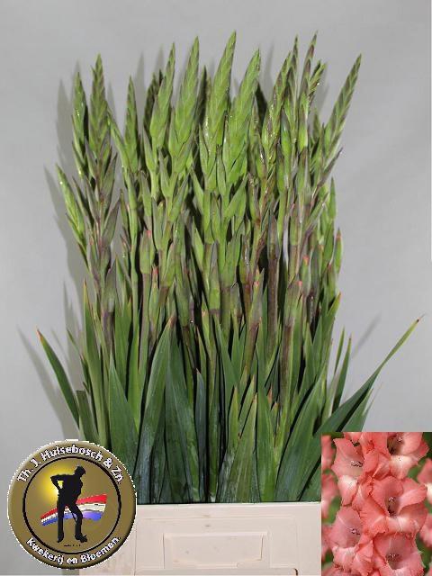 <h4>GLAD GR FORTAROSA</h4>