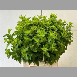 Physocarpus Op Diabolo Blad
