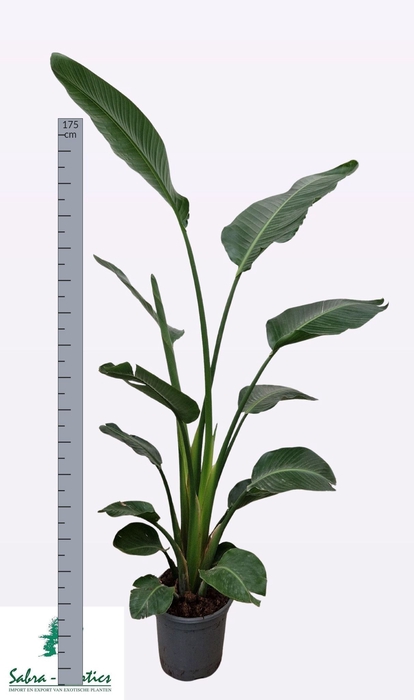 <h4>STRELITZIA ALBA</h4>