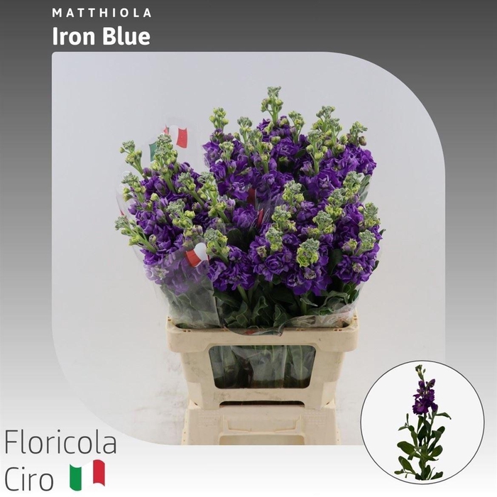 <h4>Matthiola Iron Blue</h4>