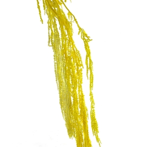 Pres Amaranthus Bleached Yellow