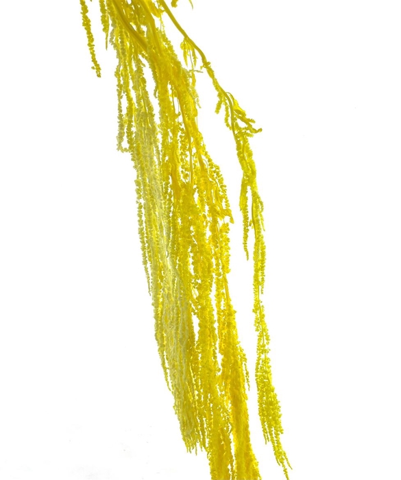 <h4>Pres Amaranthus Bleached Yellow</h4>