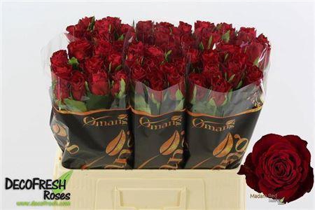 <h4>R Gr Madam Red</h4>