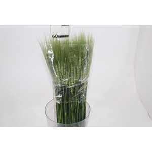 FOLHAGEM TRIGO VERDE