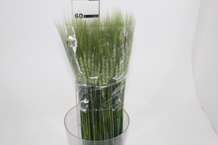 FOLHAGEM TRIGO VERDE