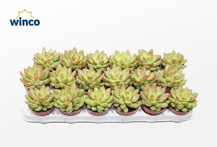 <h4>Sedum Adolphi</h4>