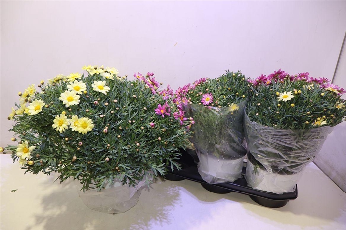 <h4>arr8 Arg Gem In Pot</h4>