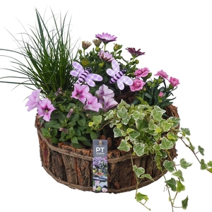 PTPP7032 Arrangement Patio in houten pot