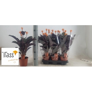CALAT CROCATA
