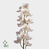 Cymbidium NO 60 60 cm X10 Koningshof