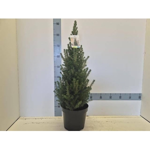 PICEA GL CONICA