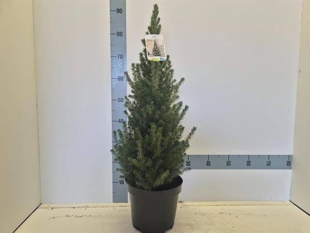 <h4>PICEA GL CONICA</h4>