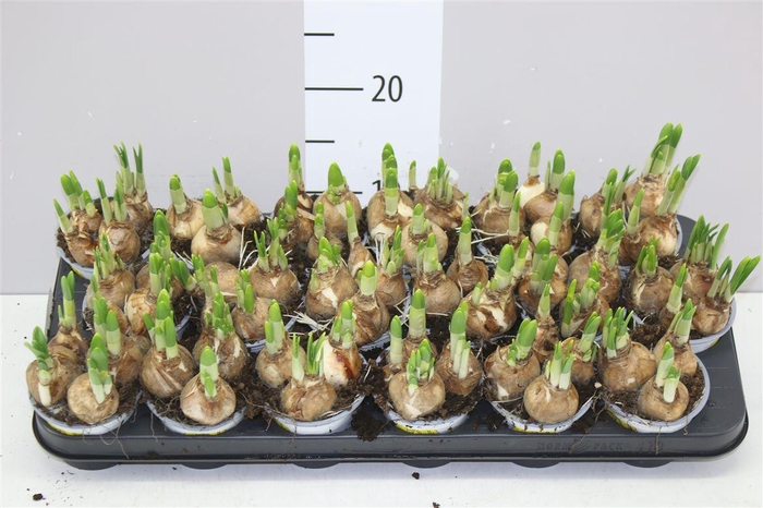 <h4>Narcis Tete A Tete</h4>