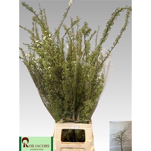 SPIRAEA C GREFSHEIM