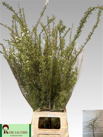 <h4>SPIRAEA C GREFSHEIM</h4>