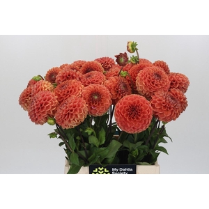 Dahlia Cornel Bronze