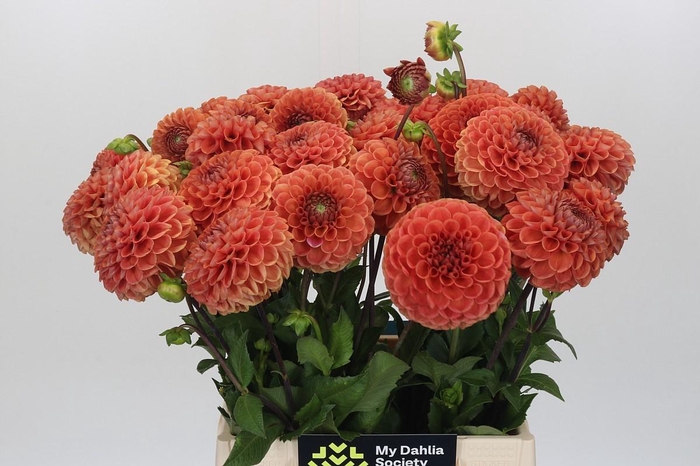 <h4>Dahlia Cornel Bronze</h4>