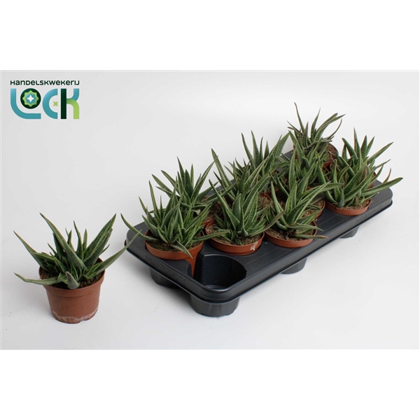 <h4>Gasteria Doreen</h4>