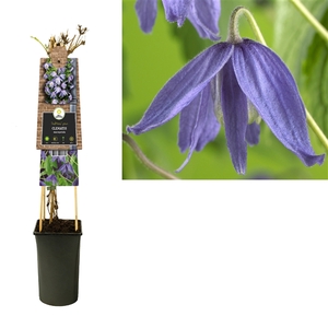 Clematis macropetala +3.0 label