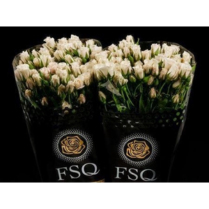 Spray White Majolika