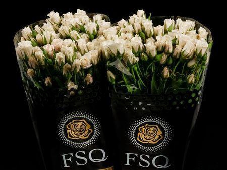 <h4>Spray White Majolika</h4>