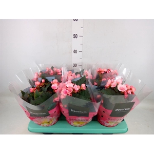 Begonia elat. DU 'Move2Joy Pink'