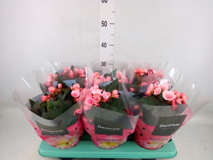 <h4>Begonia elat. DU 'Move2Joy Pink'</h4>