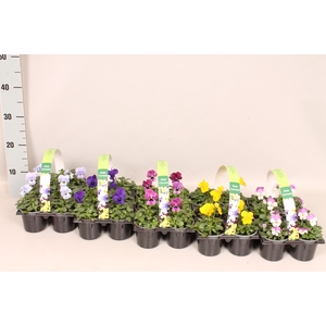 Viola cornuta Sixpack F1 Divers op kleur (beschikbaarheid in overleg)