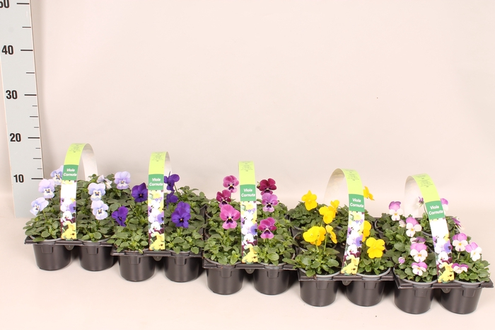 <h4>Viola cornuta Sixpack F1 Divers op kleur (beschikbaarheid in overleg)</h4>