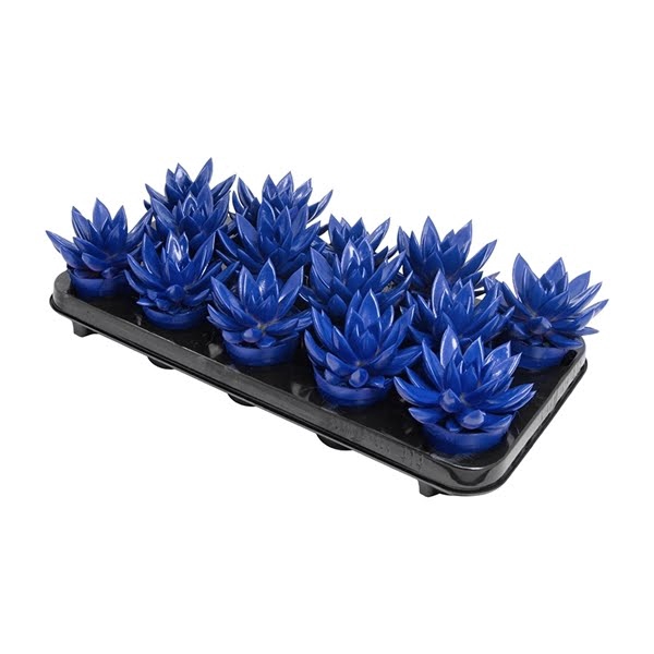 <h4>Echeveria coloured dark blue</h4>