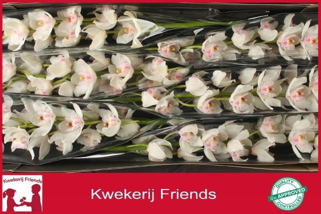 <h4>CYMB T DOS PUEBLOS</h4>