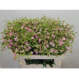 SAPONARIA BS OV ROZE