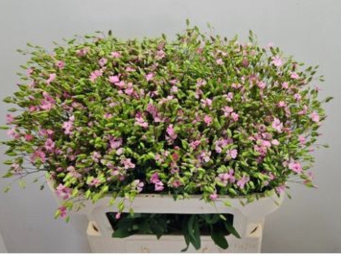 <h4>SAPONARIA BS OV ROZE</h4>